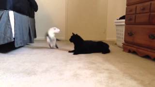 Cat Ferret play fighting [upl. by Akanke]