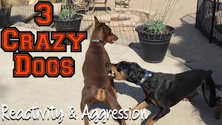 Watch 3 fearful and reactive dogs meet Bosco [upl. by Akerdnahs]