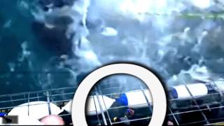 Most Recent Sightings Megalodon Shark Caught on Tape  2015 Shark Attack original audio [upl. by Mir]