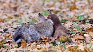 STOAT Attack A RABBIT  Stoat Attacks and Kills Rabbit  Most Amazing Animals Fight [upl. by Ecilef]