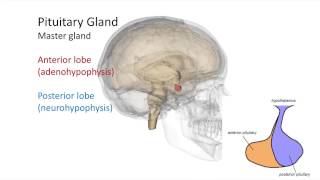 Hormones of the Hypothalamus and Pituitary Gland [upl. by Denoting264]