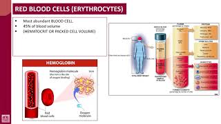 Hematology  1  U2L4  Red blood cells [upl. by Theodore]