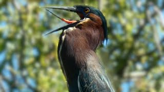 Green heron call sound amp activities  Bird [upl. by Boffa579]