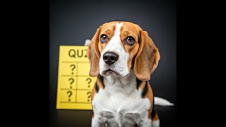 Can You Decode Your Dogs Sounds Take the Quiz pet facts dog [upl. by Naesar473]