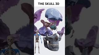 The Skull 3d skull anatomy shorts [upl. by Conover]