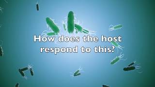 Cholera Mechanism and Pathogenesis [upl. by Ocimad]