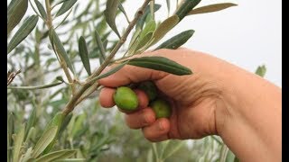 Aceitunas Escamilla el sabor de Sevilla Umbrete Sevilla [upl. by Neelrad26]