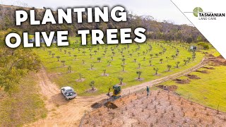 PLANTING OLIVES TREES [upl. by Mcnair630]