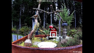 Brambling Fringilla montifringilla visit the Great Tit birdfeeder [upl. by Wilhelmine602]