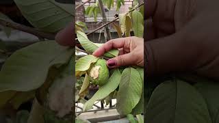 Harvesting 😍☘️ organicvegetables ytshorts explore gardeningplants viralshorts [upl. by Eleanora]