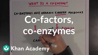 Cofactors coenzymes and vitamins  MCAT  Khan Academy [upl. by Ian132]