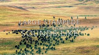 LARGE STAMPEDE SOUNDS [upl. by Nilrac]