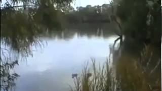 huge Catfish eats squeaking duck lol [upl. by Suhpoelc]