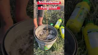 Trichoderma ka use or fayede kya h trichoderma benfit trichoderma agriculture pesticides [upl. by Nairadas508]