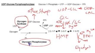 CHEM 407  Glycogen Metabolism  UDPGlucose Pyrophosphorylase [upl. by Lasko]