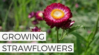 How to Grow Strawflowers from Seed  Growing Cut Flower Gardening for Beginners [upl. by Mattland]