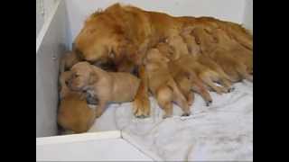 Golden Retriever Puppies 2 weeks oldwmv [upl. by Heron737]