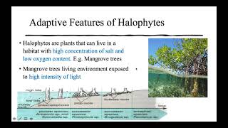 KSSM F5 C7 Adaptations of Plants in Different Habitats Part 1 [upl. by Bunting]