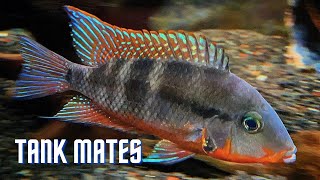 Top 10 Tank Mates for Firemouth Cichlids [upl. by Castorina369]