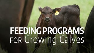 Feeding Programs for Growing Calves [upl. by Letsirk]