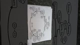 Citric acid cycle imperfect pharmacy or Krebs cycle rspharmacy vairalshort imperfect [upl. by Adnima526]