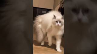 Коты одержимые демоном 🐈 😻 Demon possessed cat 😂 2024shorts cat cats dog funny [upl. by Milurd]