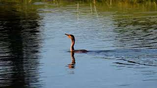 Double Crested Cormorant  9302024  Letourneau University [upl. by Ahsirahc]