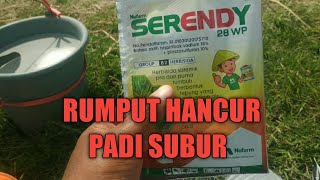 herbisida purna tumbuh untuk padi paling ampuh [upl. by Giaimo]