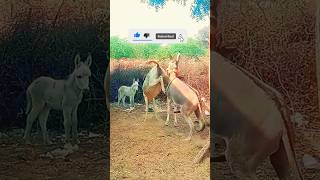 donkeys mating season😱 donkey animals shortvideo wildanimals shorts [upl. by Itteb]