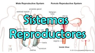 Los Sistemas Reproductores [upl. by Savory]