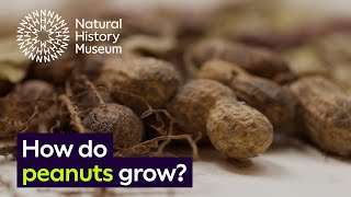 How do peanuts grow  Surprising Science [upl. by Walliw]