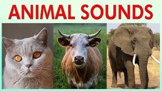 ANIMAL SOUNDS COMPILATION for Preschoolers Kindergarten  Kids Learning Videos [upl. by Chemosh]