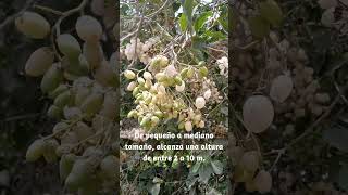 El famoso tigüilote o uvito planta tropical de frutos semitransparentes Cordia alba [upl. by Dunkin]