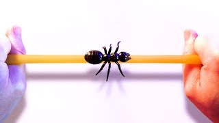 Ant On A Rubber Rope Paradox [upl. by Nayar]