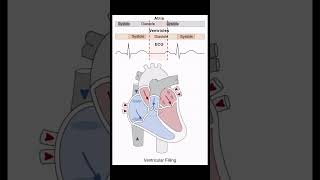 Heart Systole  Diastole biology nursing mbbs heart [upl. by Sitruc]