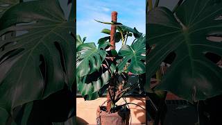 Easiest Way to Grow Duplicate Monstera Plant  StepbyStep Guide monsteraplant plants [upl. by Delastre]