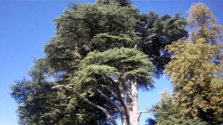 Cedrus Libanii  Cèdre du Liban  Chateau Cheverny [upl. by Nalon222]