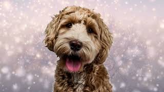 Soothing Sounds for Dogs Music to Lower Stress Levels  Soothing Music to Relax Your Anxious Dog [upl. by Schaumberger]