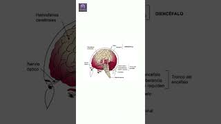 Sistema Límbico Cómo Tu Cerebro Controla las Emociones y Reacciones 🧠 neurociencia psicologia [upl. by Aleacem]