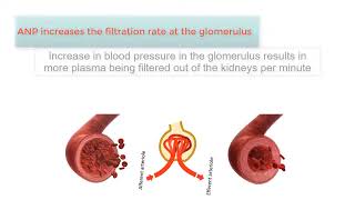 ATRIAL NATRIURETIC PEPTIDE ANP The Kidneys and high blood pressure explained [upl. by Oiramrej]