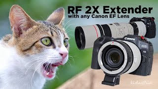 Use any adapted EF Lens with Canon RF 2X Extender Hack [upl. by Herta]