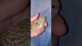 Baby budgies growing fast Wasabi and Mandisas babies [upl. by Suanne]