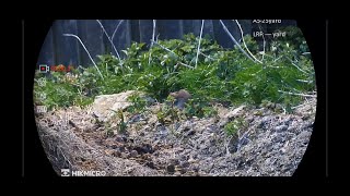 Farm Yard Rat Shoot Out Alpex 4K Wolverine R 177 12ftlb [upl. by Christina]