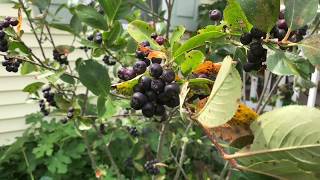 All About Aronia  Chokeberry Harvest [upl. by Assilrac]