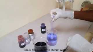 Gram staining for differentiating bacterial species [upl. by Alded402]