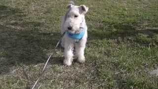 Wire Fox Terrier Run amp Run [upl. by Dimitris]