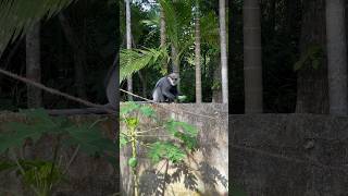 Purplefaced langur 🐒🇱🇰 [upl. by Lirva]