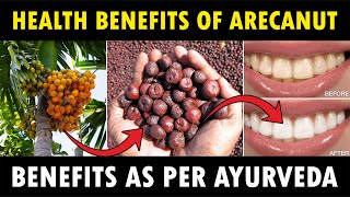 Health benefits of Arecanut  Importance of Betelnut Areca Nut Farming [upl. by Dorweiler]