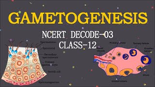 GAMETOGENESIS  NCERT DECODE03  CLASS12 BIOLOGY  NEET  BOARD  BySanjay Kumar [upl. by Semmes313]