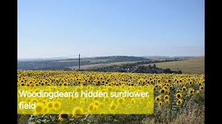 Brighton Woodingdeans Hidden Sunflower Field [upl. by Holly]